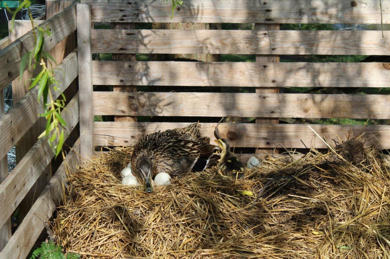Ferme Des Poulardieres Crouy-sur-Cosson Eksteriør bilde